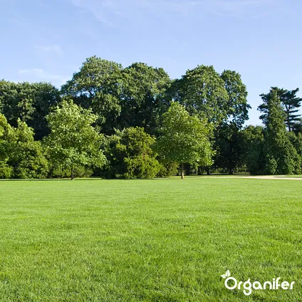 Organifer - Herstelgazon Graszaad – Resilient (15 kg voor 750 m2) 6