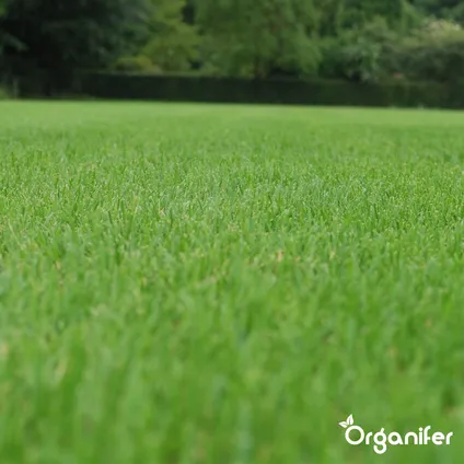 Organifer - Semence Gazon Regarnissage – Résilient (15 kg pour 750 m²) 9