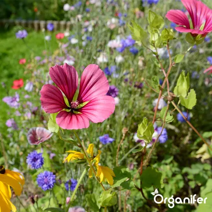Organifer - Plukbloemen mengsel – Colour – 32 soorten Snijbloemen (1 kg voor 500 m2) 4