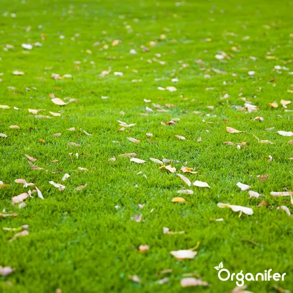 Organifer - Herstelgazon Graszaad – Resilient (5 kg voor 250 m2) 4