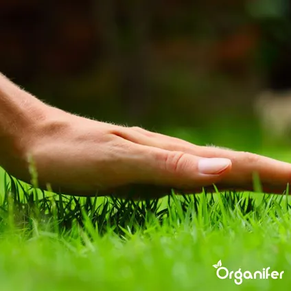 Organifer - Herstelgazon Graszaad – Resilient (5 kg voor 250 m2) 8