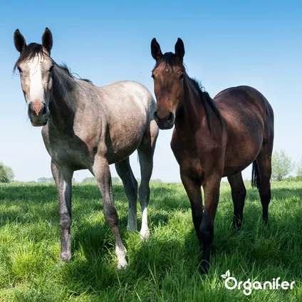 Organifer - Weide kruidenmengsel - Meadow Herbs - voor paardenweide (250 gram voor 3000 m2) 3