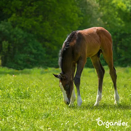 Organifer - Weide kruidenmengsel - Meadow Herbs - voor paardenweide (250 gram voor 3000 m2) 4