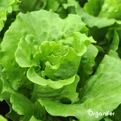Organifer - Salade Zaden Pakket - 20 soorten 3