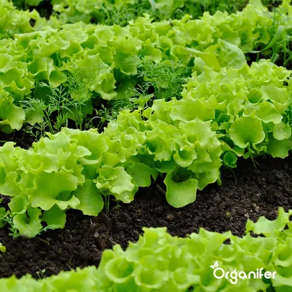 Organifer - Salade Zaden Pakket - 20 soorten 6