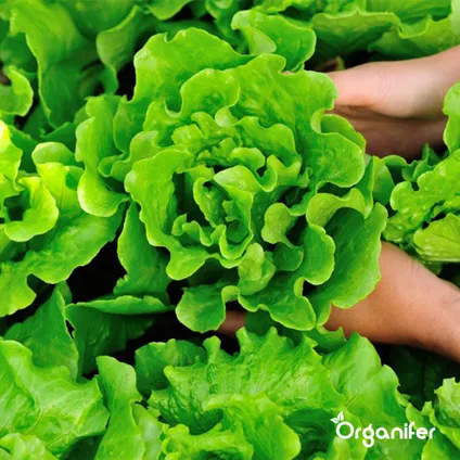 Organifer - Kit de Graines de Salade - 20 variétés 9