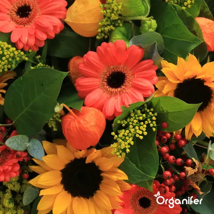 Organifer - Kit de Semences de Fleurs Coupées - 20 Variétés 5