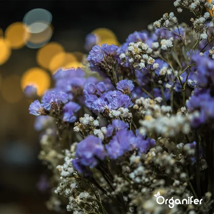 Organifer - Kit de Semences de Fleurs Coupées - 20 Variétés 8