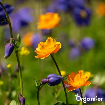 Organifer - Mélange de fleurs sauvages - Biodiversité - 62 espèces (1 kg pour 500 m2) 3