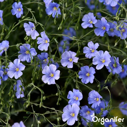 Organifer - Mélange de fleurs sauvages - Biodiversité - 62 espèces (1 kg pour 500 m2) 4