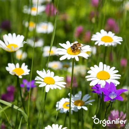 Organifer - Mélange de fleurs sauvages - Biodiversité - 62 espèces (1 kg pour 500 m2) 8