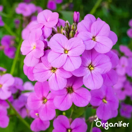Organifer - Mélange de fleurs sauvages - Biodiversité - 62 espèces (1 kg pour 500 m2) 9