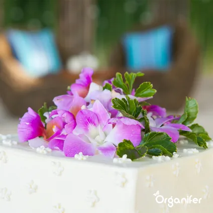 Organifer - Kit de Semences de Fleurs Comestibles - 11 Variétés 3