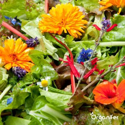 Organifer - Kit de Semences de Fleurs Comestibles - 11 Variétés 4