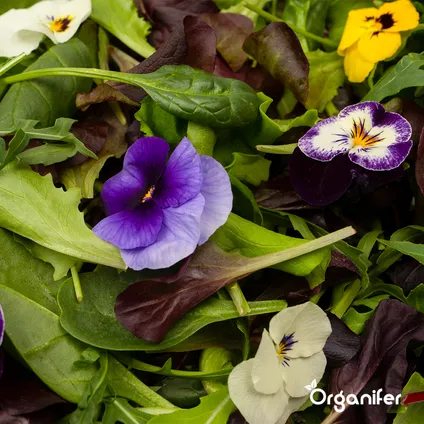 Organifer - Kit de Semences de Fleurs Comestibles - 11 Variétés 5