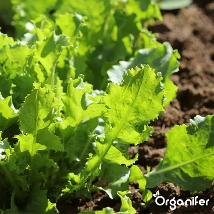 Organifer - Pack de Semences de Légumes – 25 Variétés Culinaires 10
