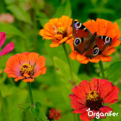 Organifer - Mélange de Fleurs pour Papillons et Abeilles - Nectar - 40 espèces (1 kg pour 500 m2) 2