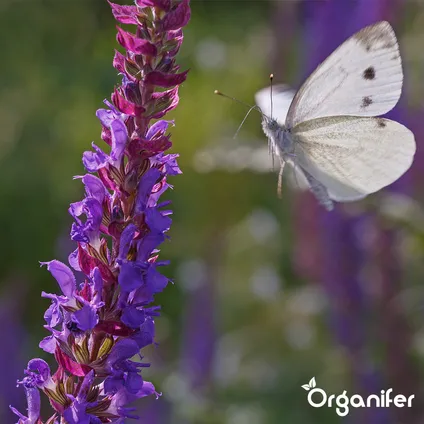 Organifer - Mélange de Fleurs pour Papillons et Abeilles - Nectar - 40 espèces (1 kg pour 500 m2) 4