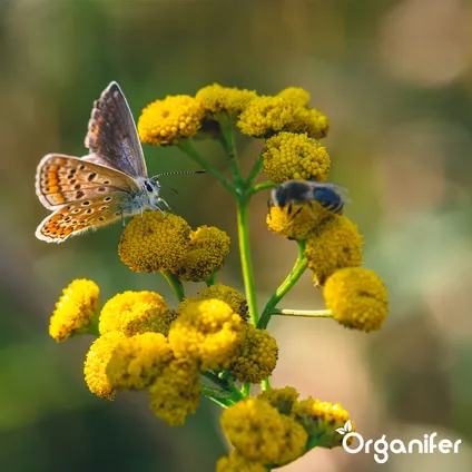 Organifer - Mélange de Fleurs pour Papillons et Abeilles - Nectar - 40 espèces (1 kg pour 500 m2) 5