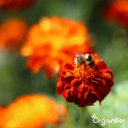 Organifer - Mélange de Fleurs pour Papillons et Abeilles - Nectar - 40 espèces (1 kg pour 500 m2) 6