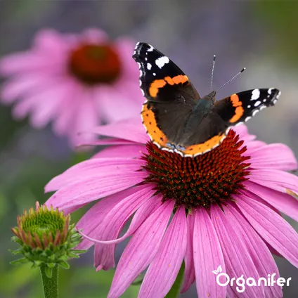 Organifer - Mélange de Fleurs pour Papillons et Abeilles - Nectar - 40 espèces (1 kg pour 500 m2) 7