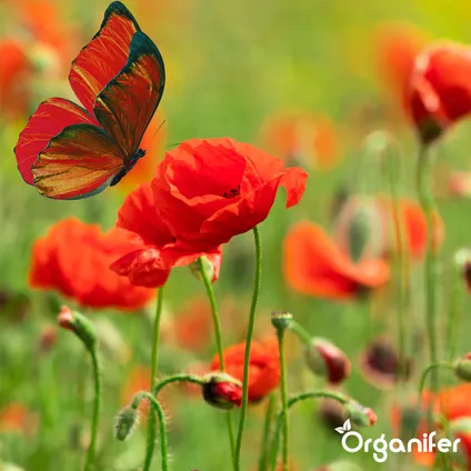 Organifer - Mélange de Fleurs pour Papillons et Abeilles - Nectar - 40 espèces (1 kg pour 500 m2) 8