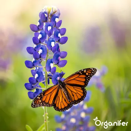 Organifer - Mélange de Fleurs pour Papillons et Abeilles - Nectar - 40 espèces (1 kg pour 500 m2) 9