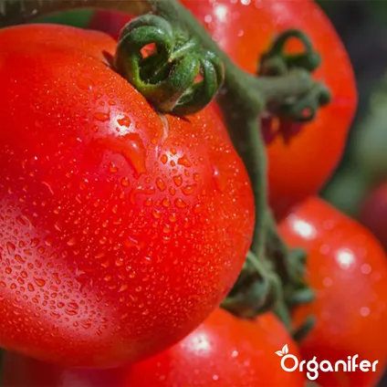 Organifer - Pack de Semences de Tomates - 13 Variétés 2