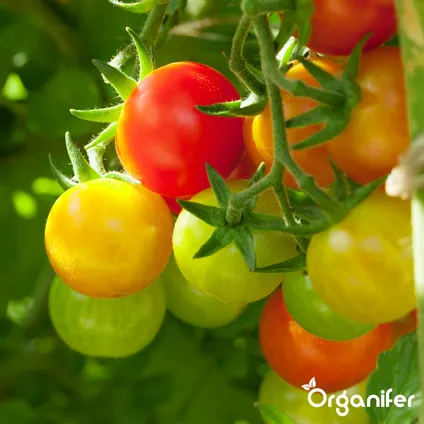 Organifer - Tomatenzaden Pakket - 13 Soorten 3