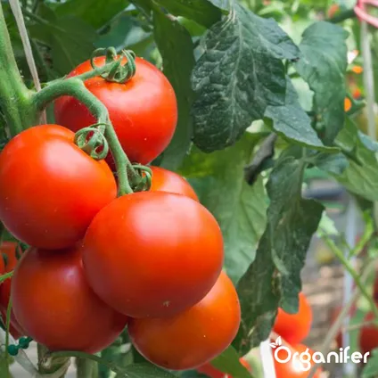 Organifer - Pack de Semences de Tomates - 13 Variétés 4