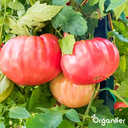 Organifer - Tomatenzaden Pakket - 13 Soorten 5
