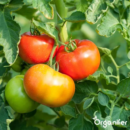 Organifer - Tomatenzaden Pakket - 13 Soorten 6