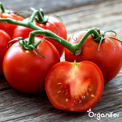 Organifer - Pack de Semences de Tomates - 13 Variétés 7