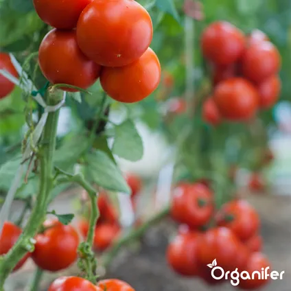 Organifer - Pack de Semences de Tomates - 13 Variétés 8