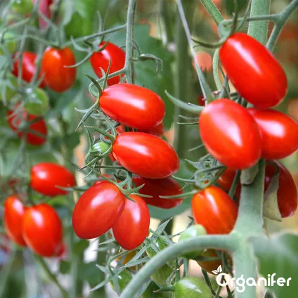 Organifer - Pack de Semences de Tomates - 13 Variétés 9