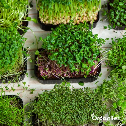 Organifer - Microgreens (Babyleaf & Microleaf) Pakket - 12 Soorten 4