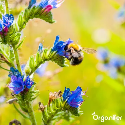 Organifer - Vlinderbloemen en Bijenmengsel - Nectar - 40 soorten (100 g voor 50 m2) 3