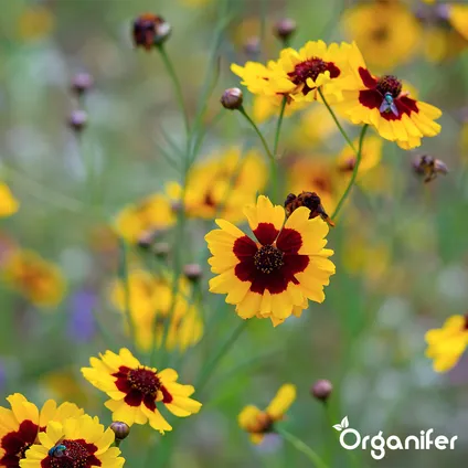 Organifer - Mélange de fleurs sauvages - Biodiversité - 62 espèces (100 g pour 50 m2) 6
