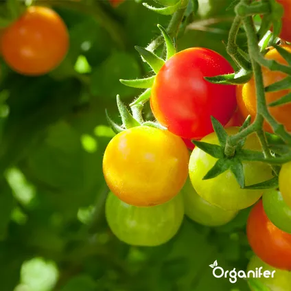 Organifer - Fruit Zaden Pakket - 13 Soorten 7