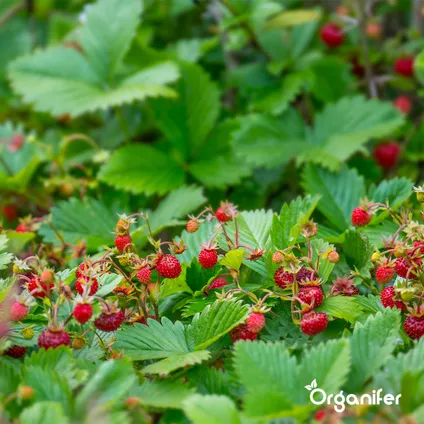 Organifer - Fruit Zaden Pakket - 13 Soorten 8