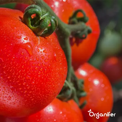 Organifer - Biologische groentezaden Pakket - 19 Soorten 5