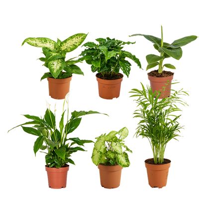 Groene kamerplantenmix - Set van 6 - Onderhoudsvriendelijk - ⌀12 cm - ↕ 25 - 45 cm