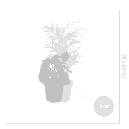 Groene kamerplantenmix - Set van 6 - Onderhoudsvriendelijk - ⌀12 cm - ↕ 25 - 45 cm 3