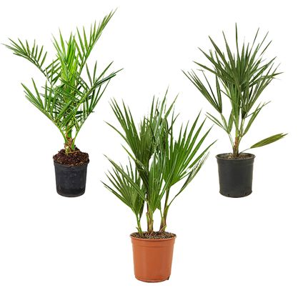 Mélange de Palmiers Rustiques - Lot de 3 - Plantes d'extérieur - ⌀ 14/15 - ↕ 50-60 cm