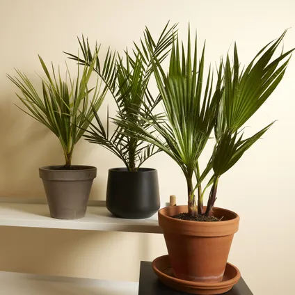 Winterharde palmenmix - Set van 3 palmen - Tuinplanten - ⌀ 14/15 - ↕ 50-60 cm 2