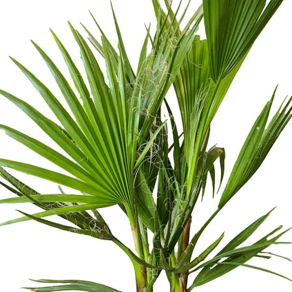 Winterharde palmenmix - Set van 3 palmen - Tuinplanten - ⌀ 14/15 - ↕ 50-60 cm 3