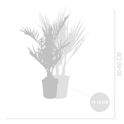 Winterharde palmenmix - Set van 3 palmen - Tuinplanten - ⌀ 14/15 - ↕ 50-60 cm 4