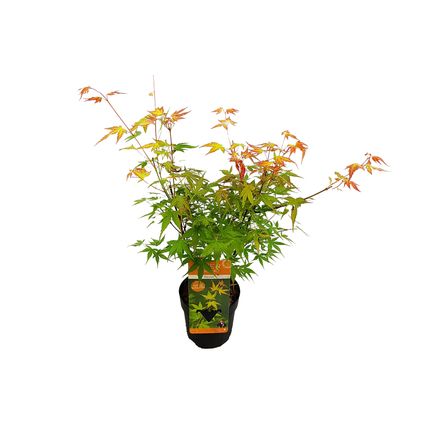 Bloomique - Acer Palmatum 'Katsura' - Japanse Esdoorn - Tuinplanten - Winterhard - ⌀13 cm - 25-35 cm
