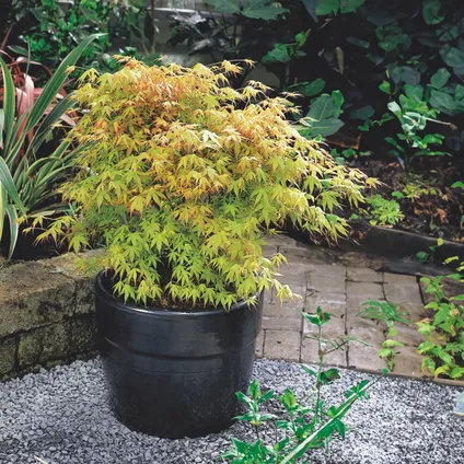 Bloomique - Acer Palmatum 'Katsura' - Japanse Esdoorn - Tuinplanten - Winterhard - ⌀13 cm - 25-35 cm 2
