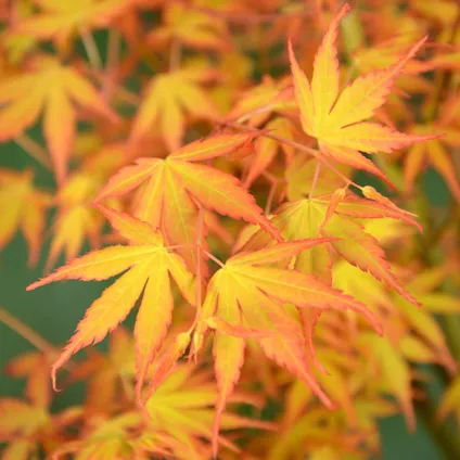 Bloomique - Acer Palmatum 'Katsura' - Japanse Esdoorn - Tuinplanten - Winterhard - ⌀13 cm - 25-35 cm 3
